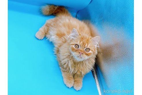 成約済の東京都のミヌエット-68405の11枚目