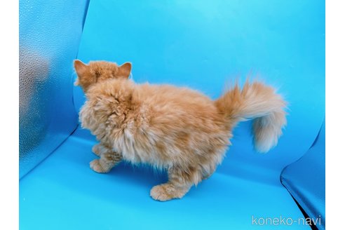 成約済の東京都のミヌエット-68405の10枚目