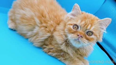 成約済の東京都のミヌエット-68405の9枚目