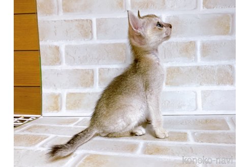 成約済の東京都のシンガプーラ-73124の8枚目