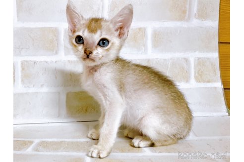 成約済の東京都のシンガプーラ-73124の2枚目