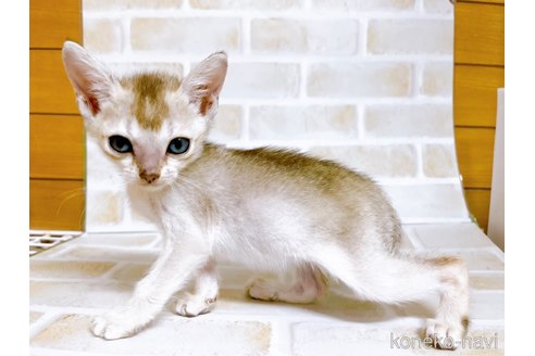 成約済の東京都のシンガプーラ-73124の5枚目