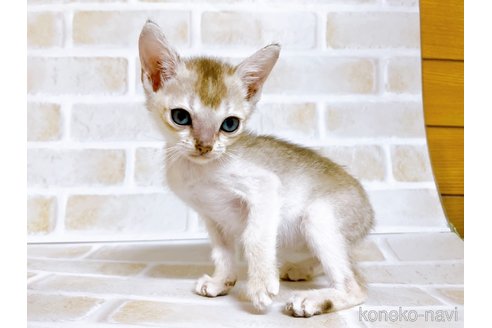 成約済の東京都のシンガプーラ-73124の6枚目