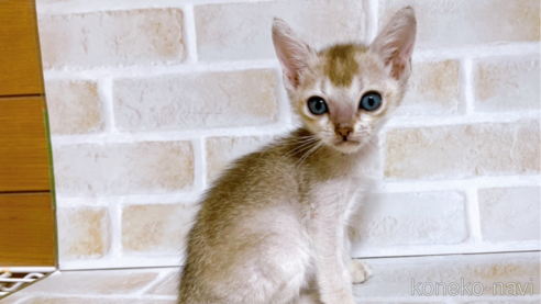 成約済の東京都のシンガプーラ-73124の1枚目