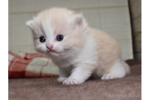 成約済の愛知県のその他の猫種-73175の2枚目