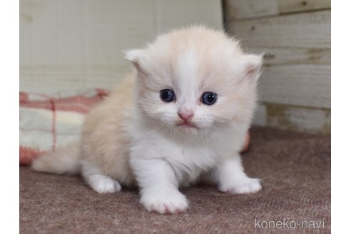 成約済の愛知県のその他の猫種-73175の4枚目