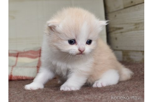 成約済の愛知県のその他の猫種-73175の3枚目