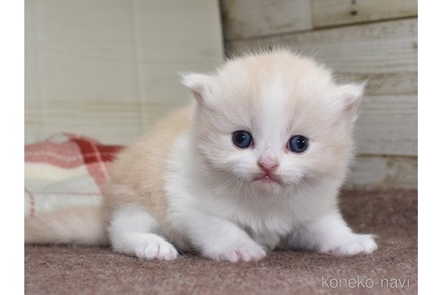 成約済の愛知県のその他の猫種-73175の1枚目