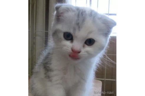 商談中の青森県のミヌエット-73200の6枚目