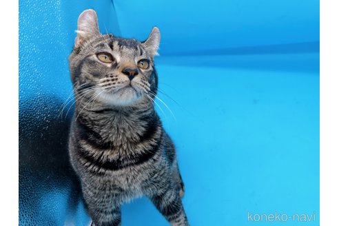 成約済の東京都のアメリカンカール-73212の4枚目