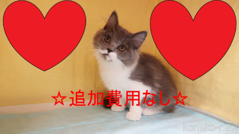 成約済の東京都のミヌエット-70792の1枚目