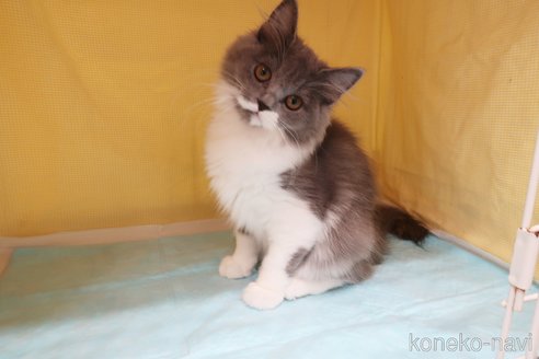 成約済の東京都のミヌエット-70792の3枚目