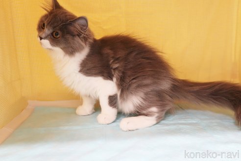 成約済の東京都のミヌエット-70792の2枚目