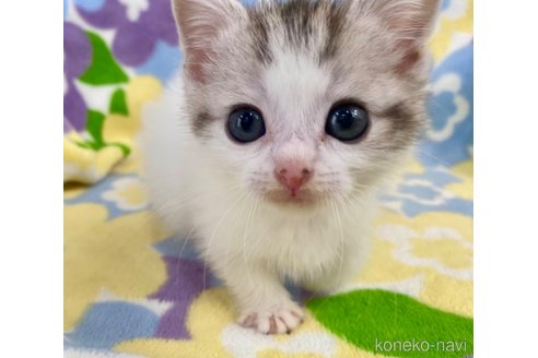 成約済の神奈川県のマンチカン-71459の2枚目