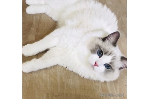 レホネオくん1枚目