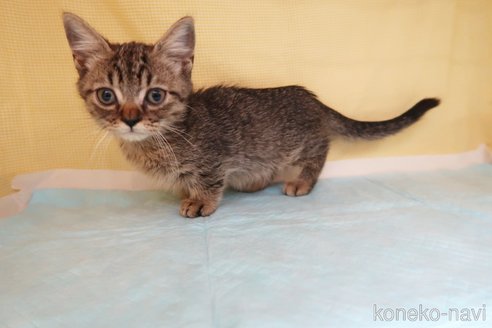 成約済の東京都のマンチカン(短足)-73391の5枚目