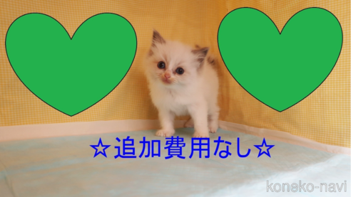 成約済の東京都のラグドール-73394の1枚目