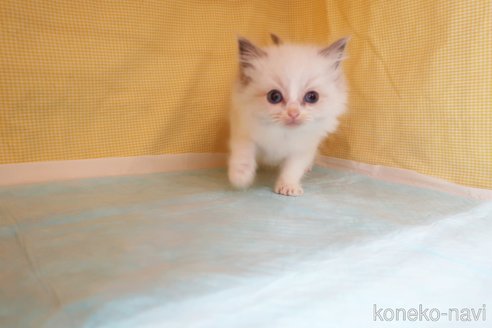 成約済の東京都のラグドール-73394の3枚目