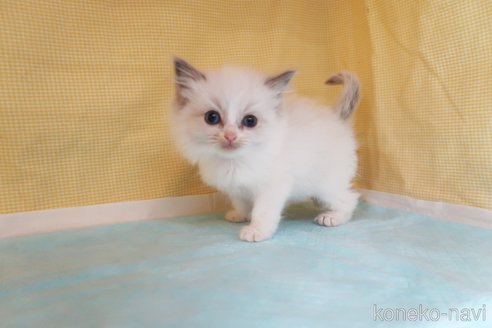 成約済の東京都のラグドール-73394の2枚目