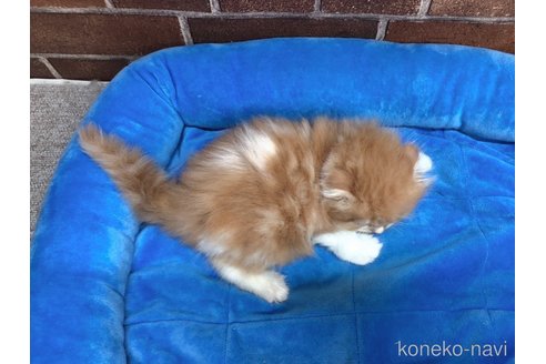 成約済の東京都のスコティッシュフォールド(折れ耳)-73436の5枚目