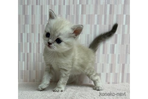 成約済の千葉県のミヌエット-73439の2枚目