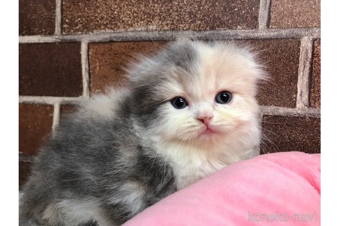 成約済の東京都のスコティッシュフォールド(折れ耳)-73438の1枚目