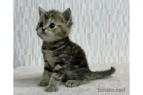 成約済の千葉県のミヌエット-73441の3枚目