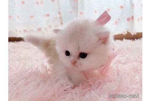 成約済の愛媛県のミヌエット-73443の2枚目