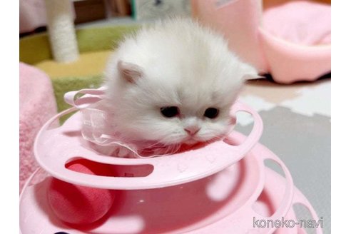 成約済の愛媛県のミヌエット-73443の3枚目