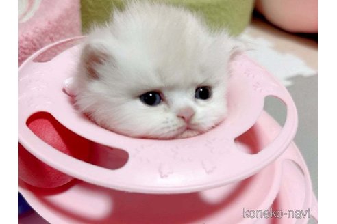 成約済の愛媛県のミヌエット-73443の4枚目