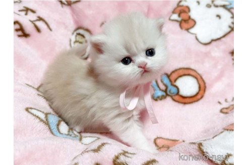 成約済の愛媛県のミヌエット-73443の6枚目