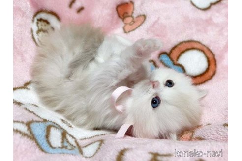 成約済の愛媛県のミヌエット-73443の7枚目