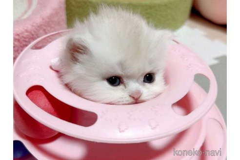 成約済の愛媛県のミヌエット-73443の5枚目