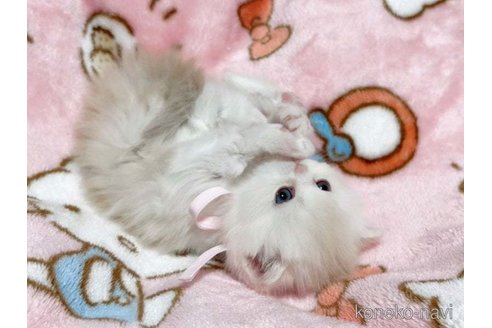 成約済の愛媛県のミヌエット-73443の8枚目