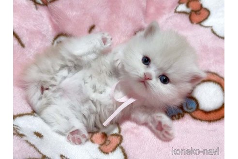 成約済の愛媛県のミヌエット-73443