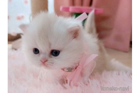 成約済の愛媛県のミヌエット-73443の9枚目