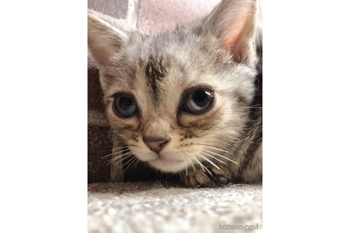 成約済の東京都のアメリカンショートヘア-73445の2枚目