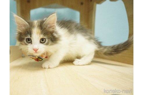 成約済の千葉県のノルウェージャンフォレストキャット-73482の10枚目