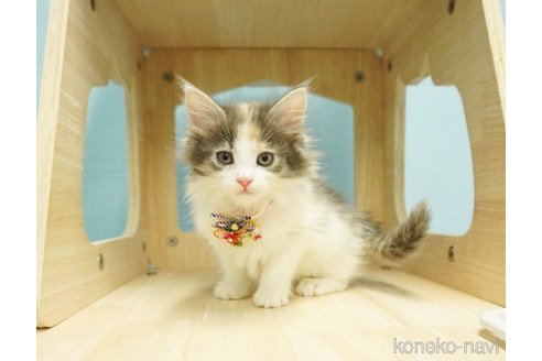 成約済の千葉県のノルウェージャンフォレストキャット-73482
