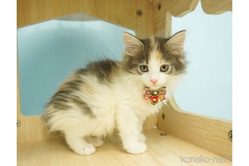 成約済の千葉県のノルウェージャンフォレストキャット-73482の17枚目
