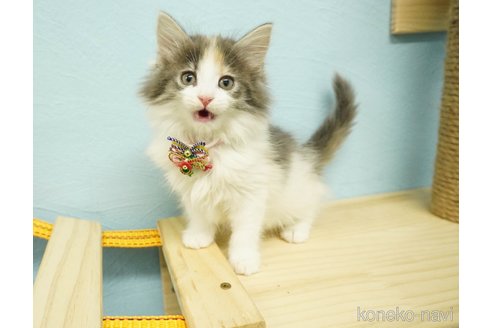 成約済の千葉県のノルウェージャンフォレストキャット-73482の11枚目