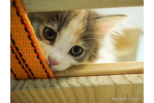 成約済の千葉県のノルウェージャンフォレストキャット-73482の9枚目