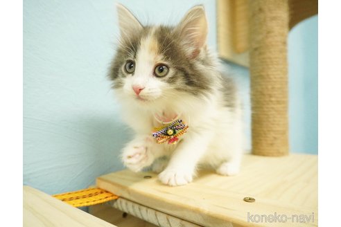 成約済の千葉県のノルウェージャンフォレストキャット-73482の5枚目
