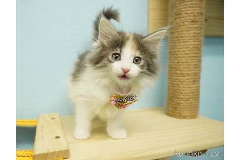 成約済の千葉県のノルウェージャンフォレストキャット-73482の6枚目