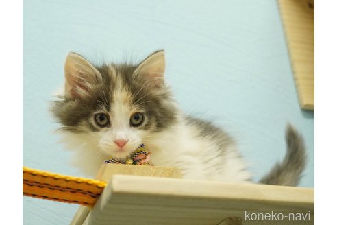 成約済の千葉県のノルウェージャンフォレストキャット-73482の8枚目