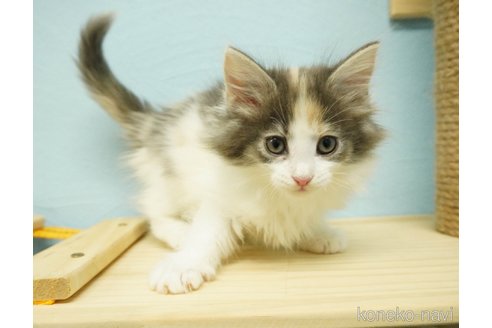 成約済の千葉県のノルウェージャンフォレストキャット-73482の3枚目
