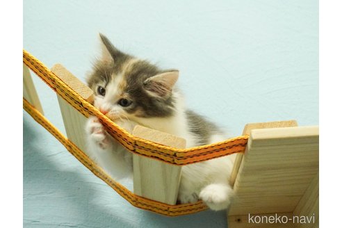成約済の千葉県のノルウェージャンフォレストキャット-73482の2枚目