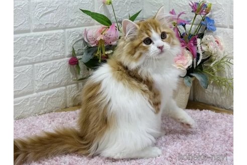 成約済の東京都のラガマフィン-73481の5枚目