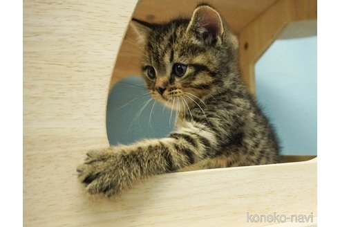 成約済の千葉県のマンチカン-73493の10枚目