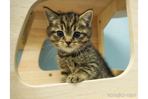 成約済の千葉県のマンチカン-73493の4枚目